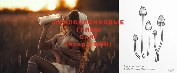 прущие грибы Аркадак